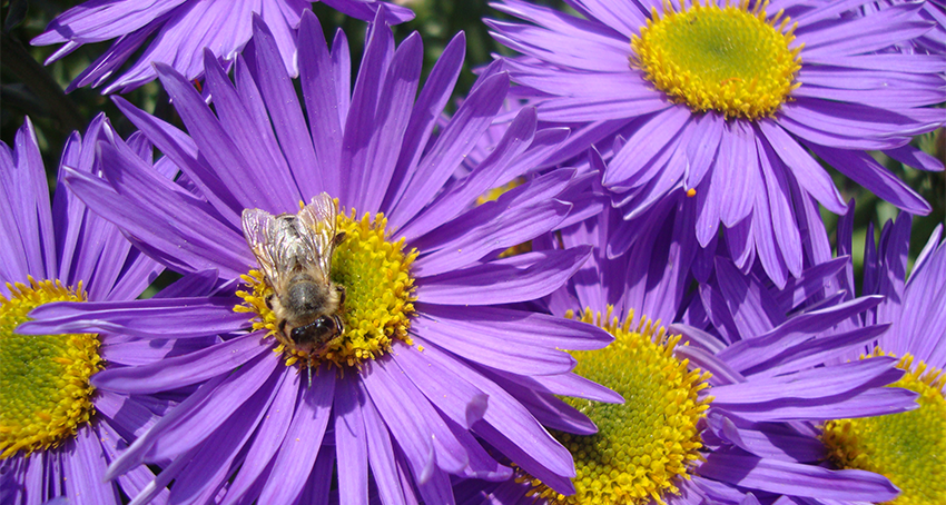 Wir retten die Bienen