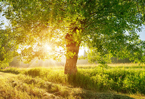 NTS Retail and environmental protection Tree and sundown