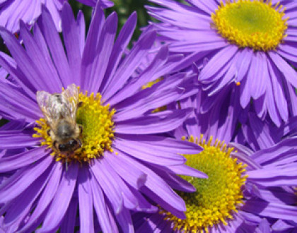 Wir retten die Bienen