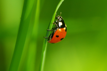 Ladybug sitting on the blade of grass Ladybug sitting on the blade of grass image small
